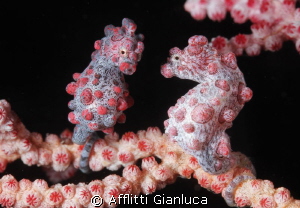 double pigmy by Afflitti Gianluca 
